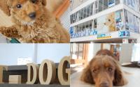T-dog　ティードッグ　～関内～