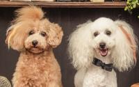 トリミングサロンKm's DOG（コムズドッグ）～山手・石川町～