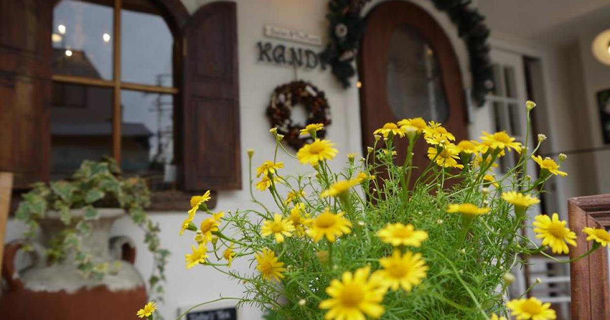 Italian Tearoom Kandy イタリアン ティールーム キャンディ 外のテラス席のみワンちゃん同伴ok 元町 中華街 石川町 横浜 市中区 横浜ペットナビ