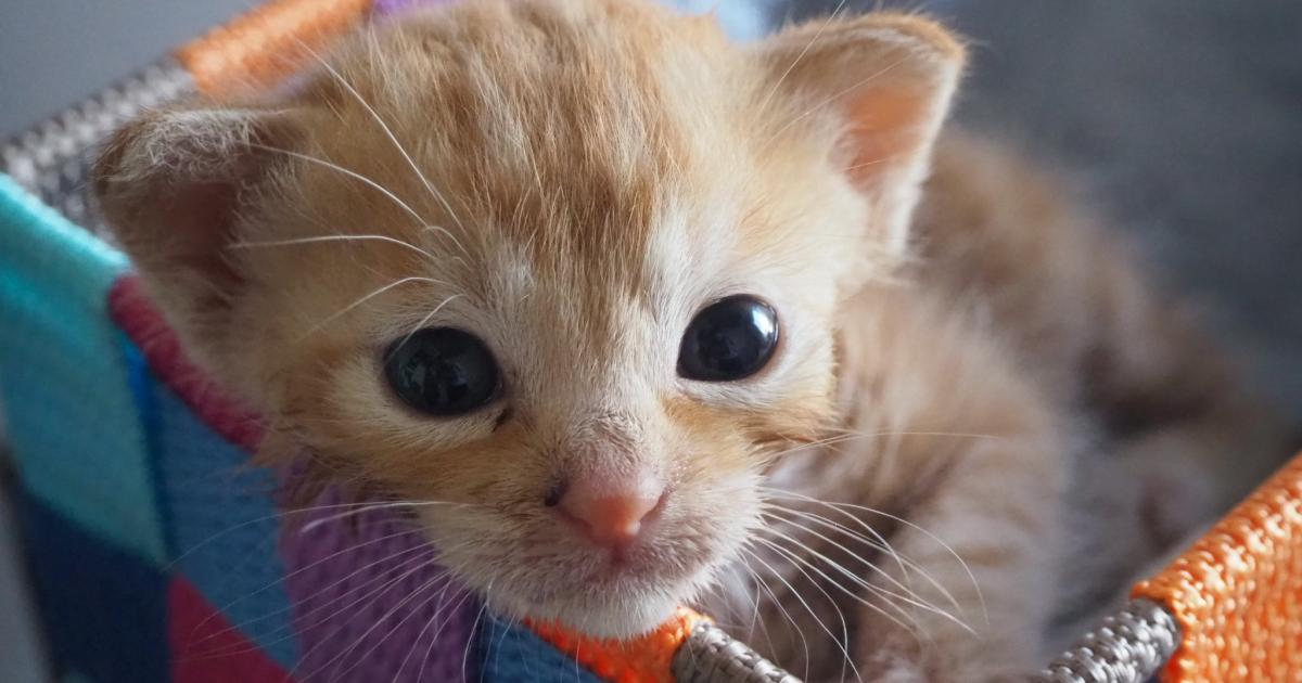保護猫の家 Arigato アリガト 岸根公園 横浜市神奈川区 横浜ペットナビ