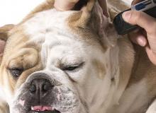 DOG CARE HOUSE Motomachi 　ドッグケアハウス元町～元町・中華街～