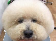 関内どうぶつサロンBran ブラン　～関内～