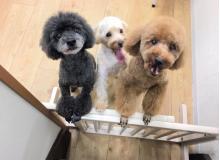 関内どうぶつサロンBran ブラン　～関内～