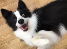関内どうぶつサロンBran ブラン　～関内～