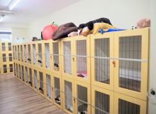 DOGSTARS ドッグスターズ～日本大通り・関内～