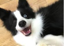 関内どうぶつサロンBran ブラン　～関内～