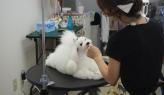 AURORA GROOMING オーロラグルーミング　～上大岡～