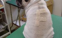 愛犬美容室じゅん