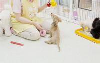 DOG&CAT JOKER そごう横浜店