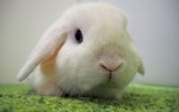 うさぎ専門店ラビットインパクト Rabbit Impact 阪東橋 横浜市南区のペットホテル 横浜ペットナビ