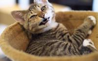 Cat Cafe Miysis　猫カフェミーシス〜関内〜