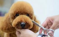Grooming Salon KenN　グルーミングサロンケン～元町～