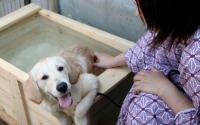 愛犬と楽しむ温泉旅館　伊豆修善寺　絆～修善寺～