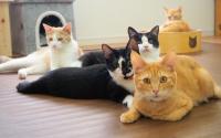 保護猫カフェ VELCAT 馬車道店