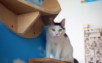 保護猫の家＊ARIGATO アリガト～岸根公園～