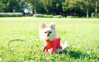 犬服キミト
