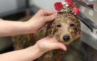 PET-SPA 関内店　ペットスパ関内店　～伊勢佐木長者町～