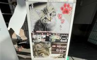 猫カフェmfmfモフモフ　～関内～