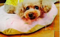 boutique for dogs ブティックフォードッグス　～元町・中華街～