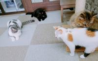 猫カフェmfmfモフモフ　～関内～