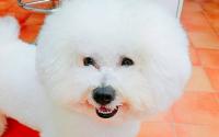 DOG CARE HOUSE Motomachi 　ドッグケアハウス元町～元町・中華街～