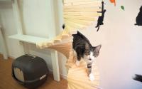 保護猫カフェ VELCAT 馬車道店