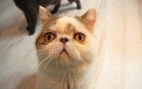CAT CAFE 猫ちゃんといっしょ　～元町・中華街～