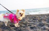 犬服キミト