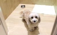 PET-SPA 関内店　ペットスパ関内店　～伊勢佐木長者町～