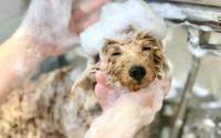 PET-SPA　ペットスパあざみ野ガーデンズ～あざみ野～