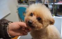 DOGSALON A L’ANGE　ドッグサロンアランジュ