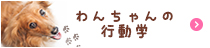 わんちゃんの行動学