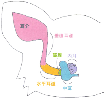 犬の耳の構造