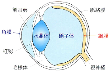犬の目の構造